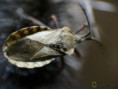 /album/hemiptera/ceraleptus-gracilicornis-2-jpg/